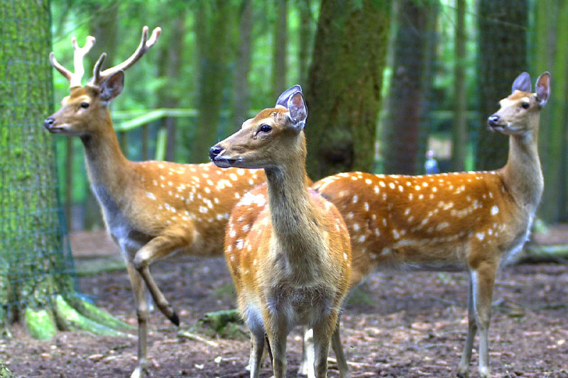 Wildtiergehege